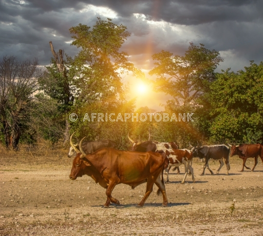 African cattle