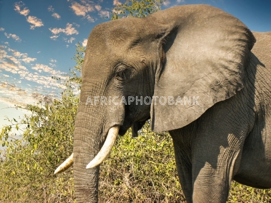 elephant close