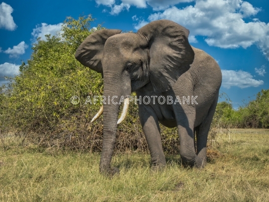 elephant close