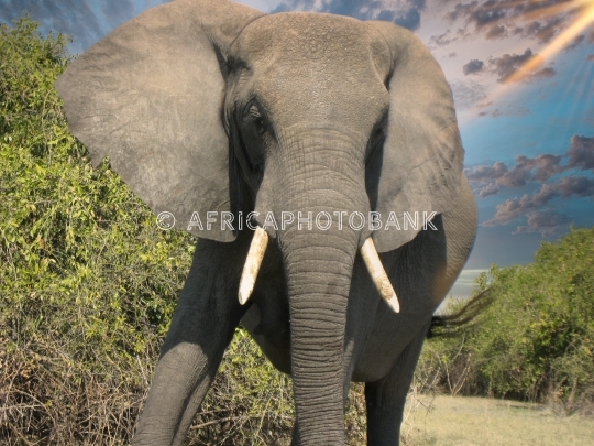 elephant close
