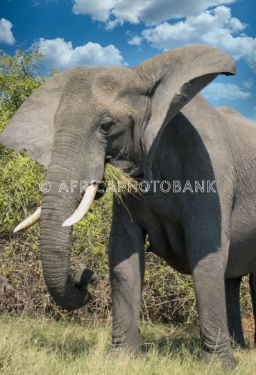 elephant close