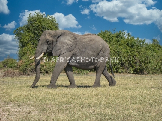 elephant close