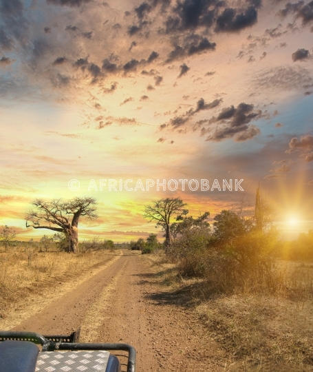 African safari 