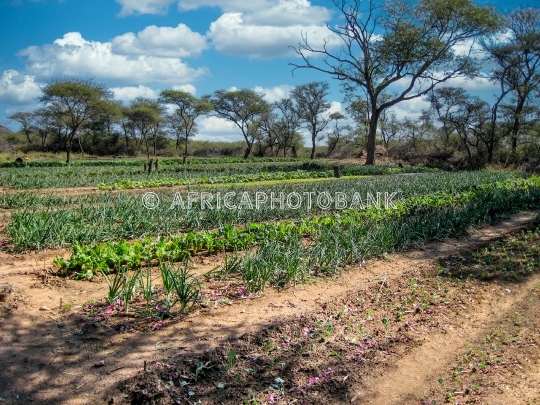 garden in the bush