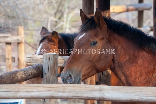 two horses