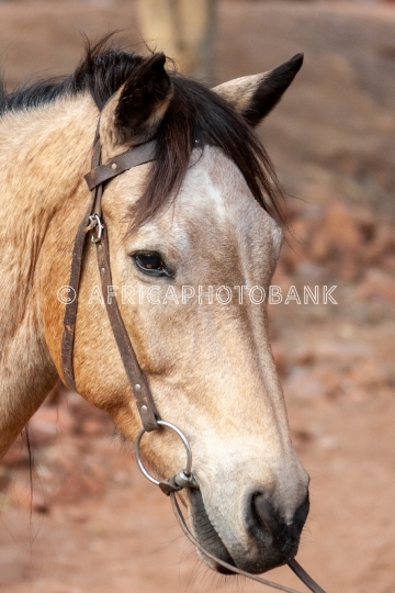 horse head