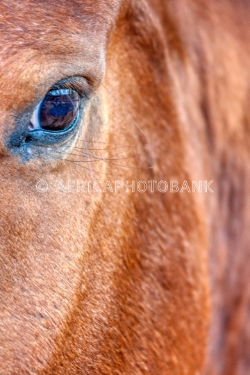 horse head