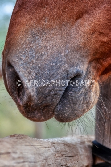 horse head