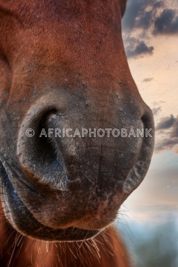 horse head