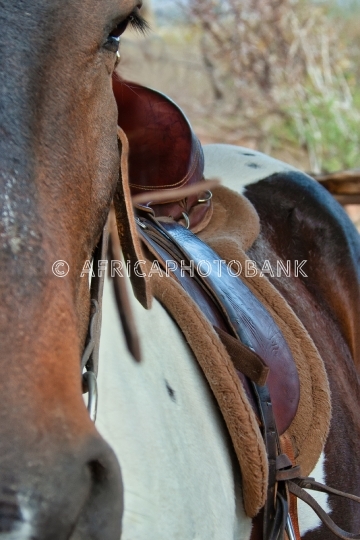 saddle
