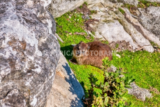 rock rabbit