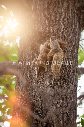 two squirrels