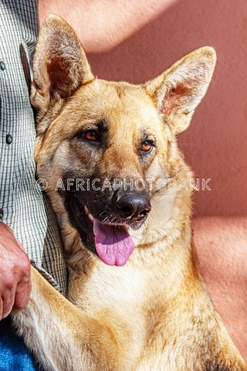 German Shepard