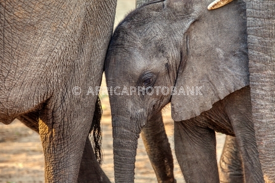 baby elephant