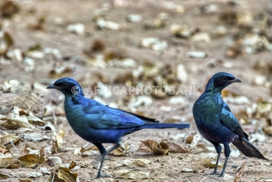 cape glossy starling