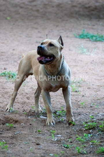 Pitbull dog