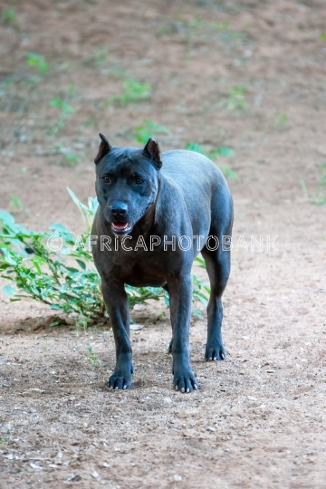 Pitbull dog
