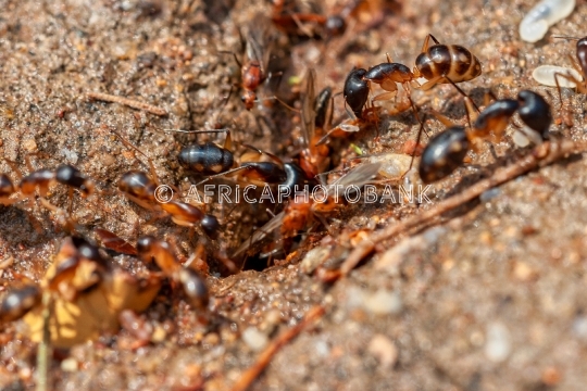 termites