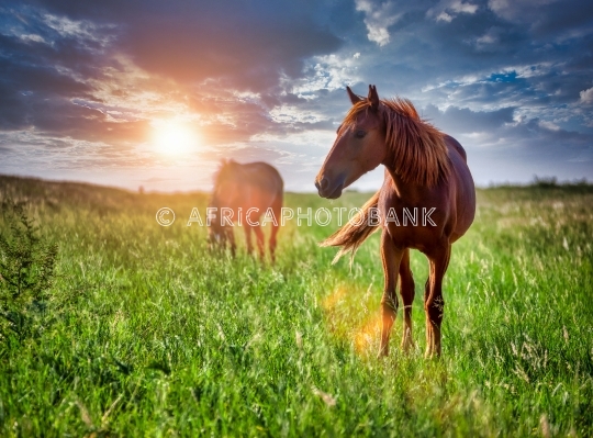 horses in the field