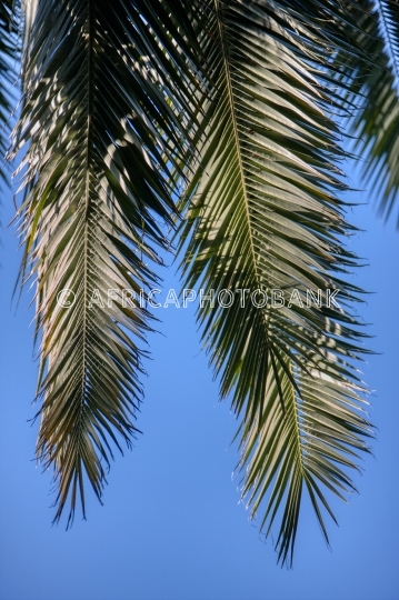palm leaves