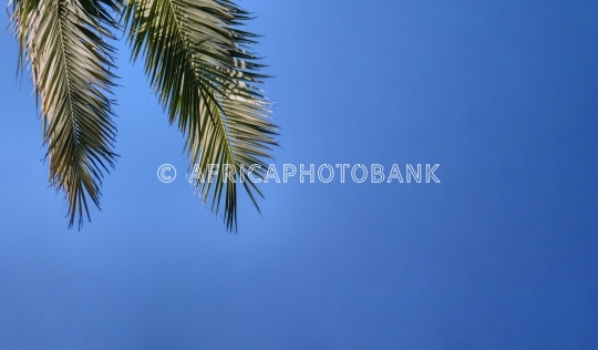 palm leaves