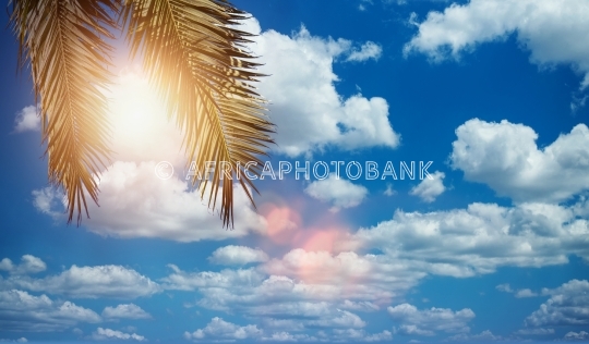 palm leaves