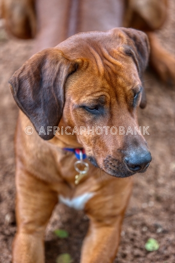 ridgeback dog