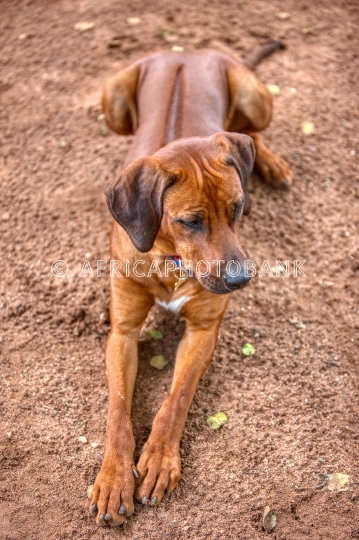 ridgeback dog