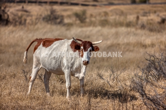 african cow