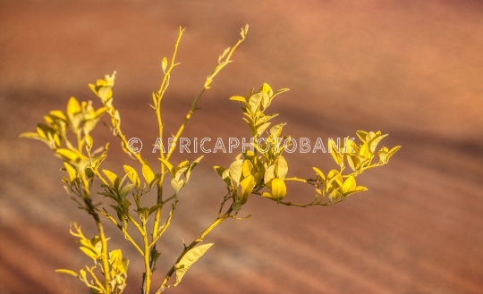 yellow branch