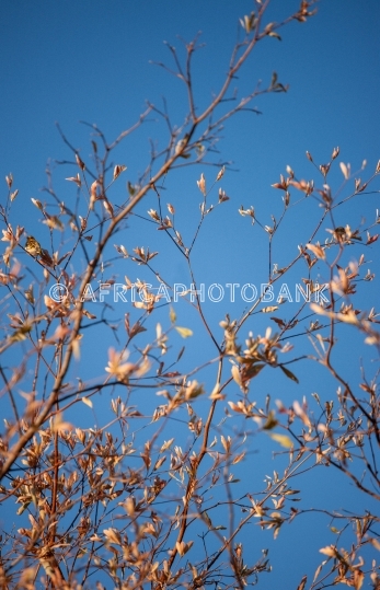 yellow branch