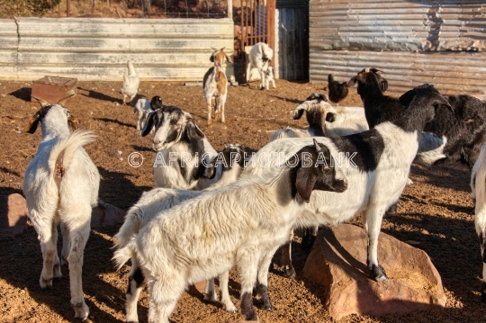 village farm