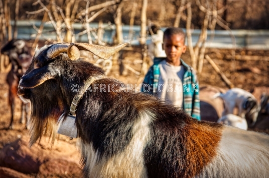 village life