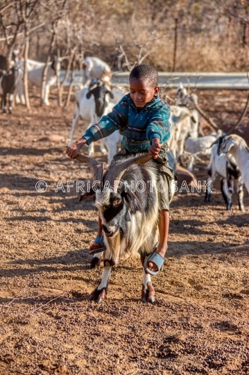 village farm