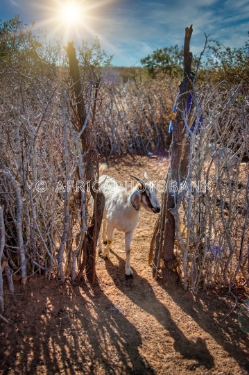 african goat