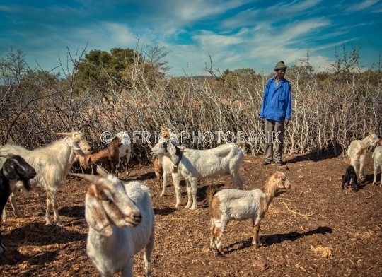 african herdsman