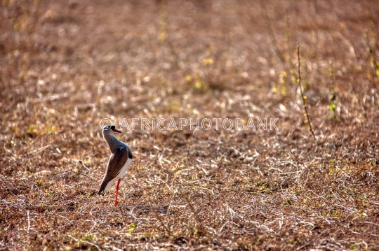 Crowned Lapwing