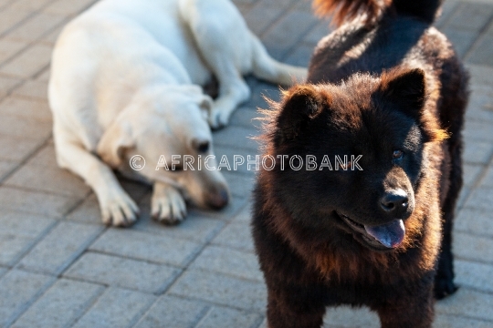 Labrador dog