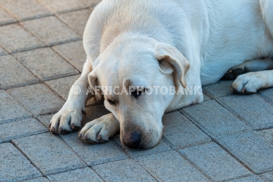 Labrador dog