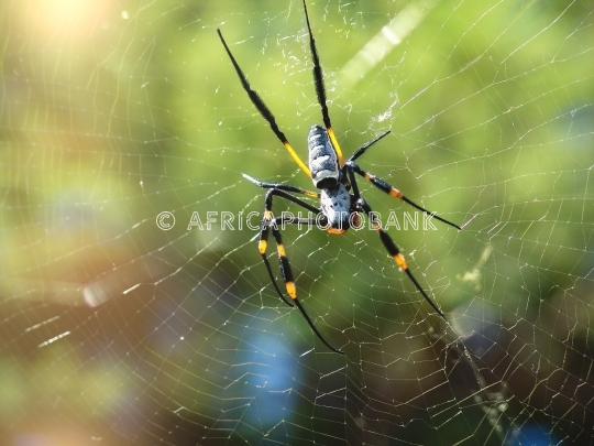 colorful spider