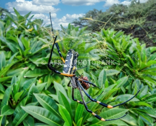 colorful spider