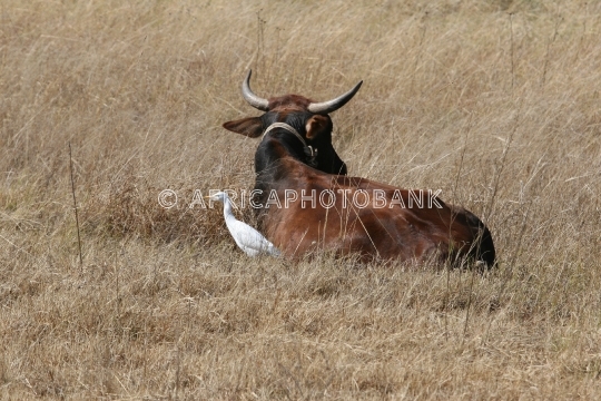 Cattle