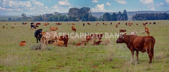 cattle heard on a meadow