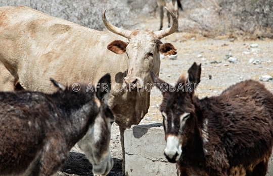 Desert donkeys