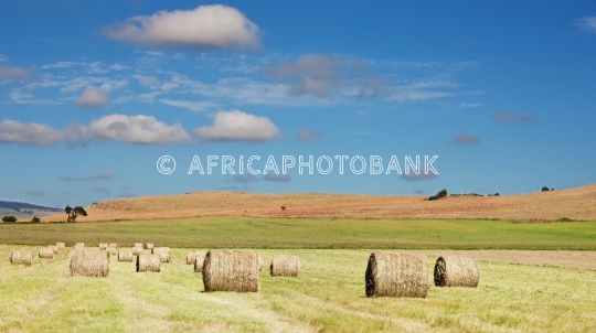 hay field