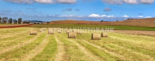 hay field