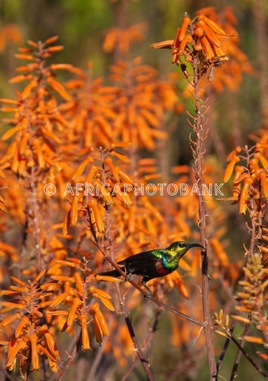 Sunbird bird