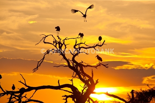 Maribu stork