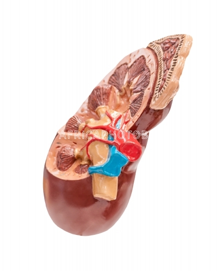 Section to a human kidney
