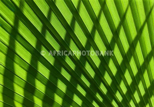 leaves natural texture